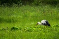 Stork on a meadow. Royalty Free Stock Photo